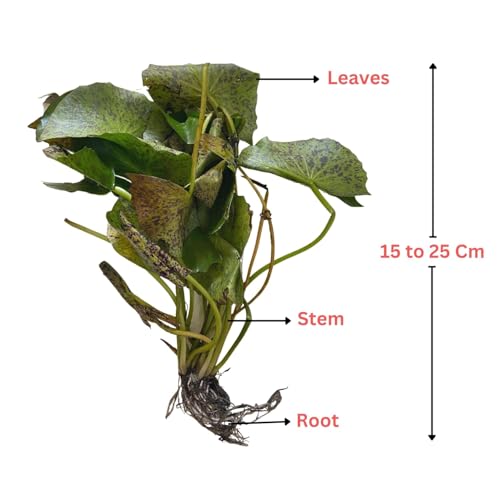 Image of Waterlily Live Plant | Indoor | Outdoor | Aquatic Plant (Light pink)