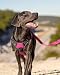 Joytale Hundegeschirr mittelgroße Hunde, reflektierendes Geschirr Hund,luftdurchlässige Hundegeschirr, verstellbares Brustgeschirr mit Griff beim Führen und Training, Rosa, M