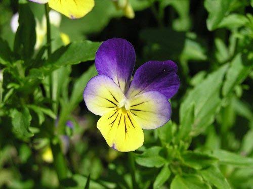 100 JOHNNY JUMP UP Violet Viola Tricolor Flower Seeds