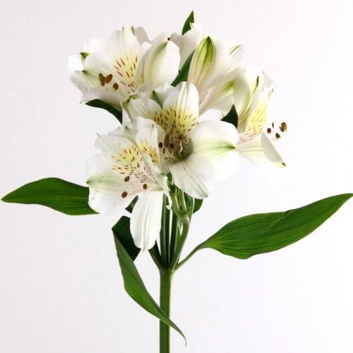 Alstroemeria Flower Seeds 100pcs White