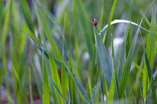 Tair 11A Russian M42 Lens 135 mm f/2.8 for Nikon 1 Fantastic Bokeh