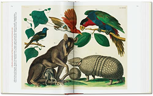 Cabinet of Natural Curiosities: Das Naturalienkabinett Le Cabinet des curiosites naturelles; Locuple