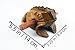 Frog guiro wood block musical instrument Percussion Musical Instrument Perfect size Natural Wood Güiro Frog. (5.5 inches-14.0 cm.)