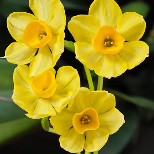 bulbos de narcisos perennes resistentes, decoración salón, flores de primavera flores de jardin, articulos de jardineria Flores de balcón, plantas en crecimiento. prado en flor 2pcs