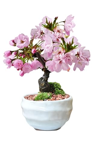 タイムセール商品6 - 母の日 【5月開花】 盆栽妙 遅咲きの満開桜盆栽 波和鉢 3号 桜 さくら 開花調整 ミニ盆栽 花 フラワーギフト 鉢植え 観葉植物 プレゼント