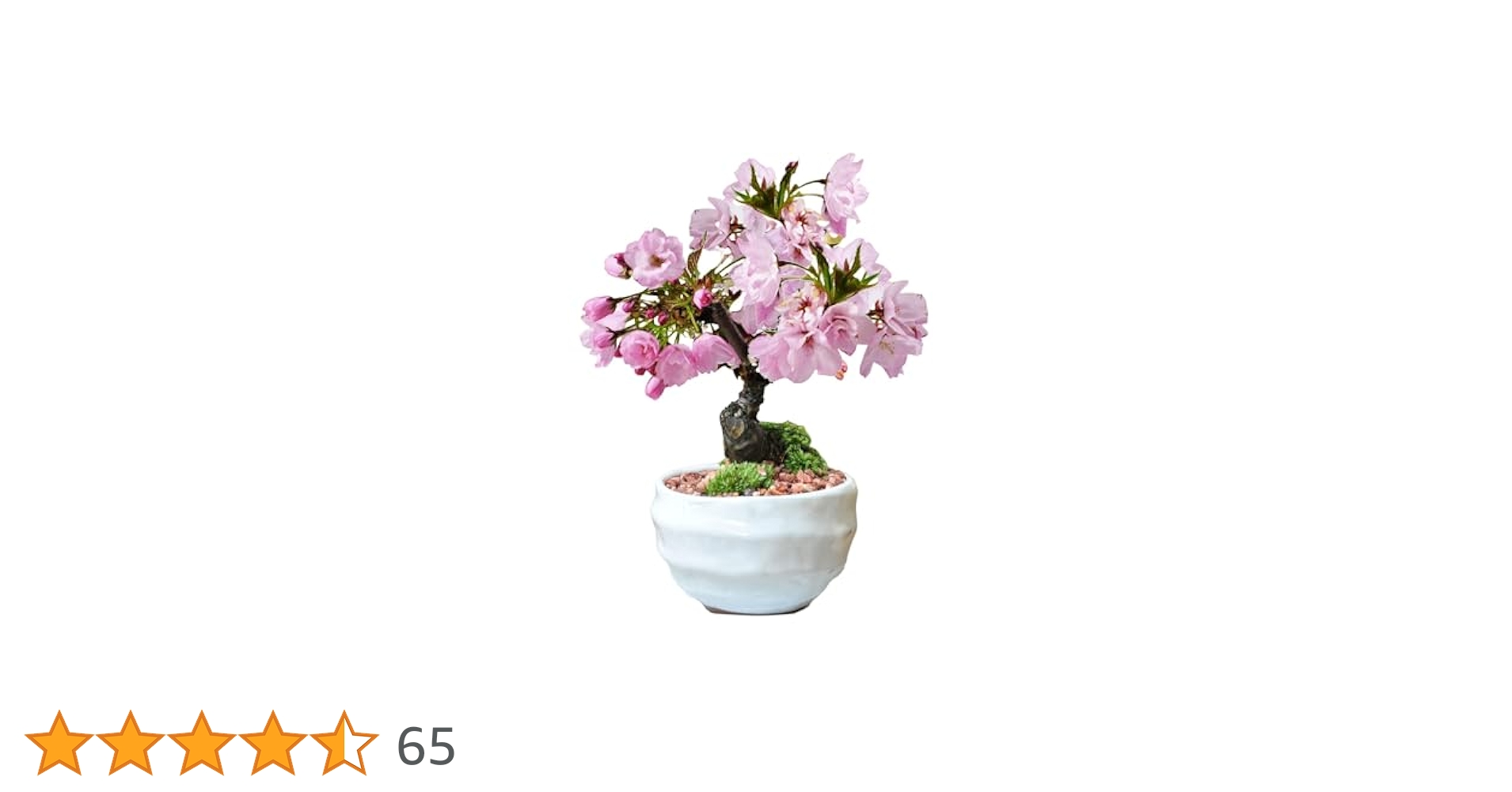 老舗ミニ最高峰五つ星お花5点美品 約8gx5計42g超得！ 楽天市場】ミニ盆栽 松 中サイズ 高級 五葉松 松ミニ盆栽 ミニ
