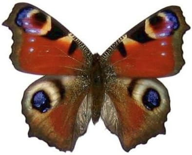 Framed Peacock Butterfly Riker Mount (4" x 3")