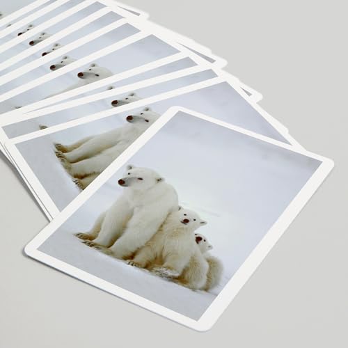 Lantern Press Polar Bear and Cubs Naipes Póker 52 cartas miniatura 5