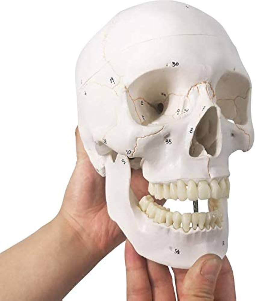 人体模型 頭蓋骨 解剖学的マーカー付き Amazon.co.jp: RONTEN 可動式頭蓋骨模型、ミニヒューマン