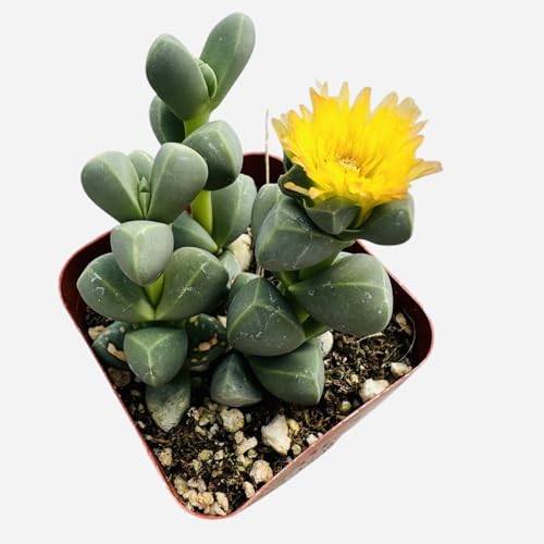 FOLIAGEMS Live Succulent Plants from USKC (2' Pot Corpuscularia Lehmannii Ice Plant)
