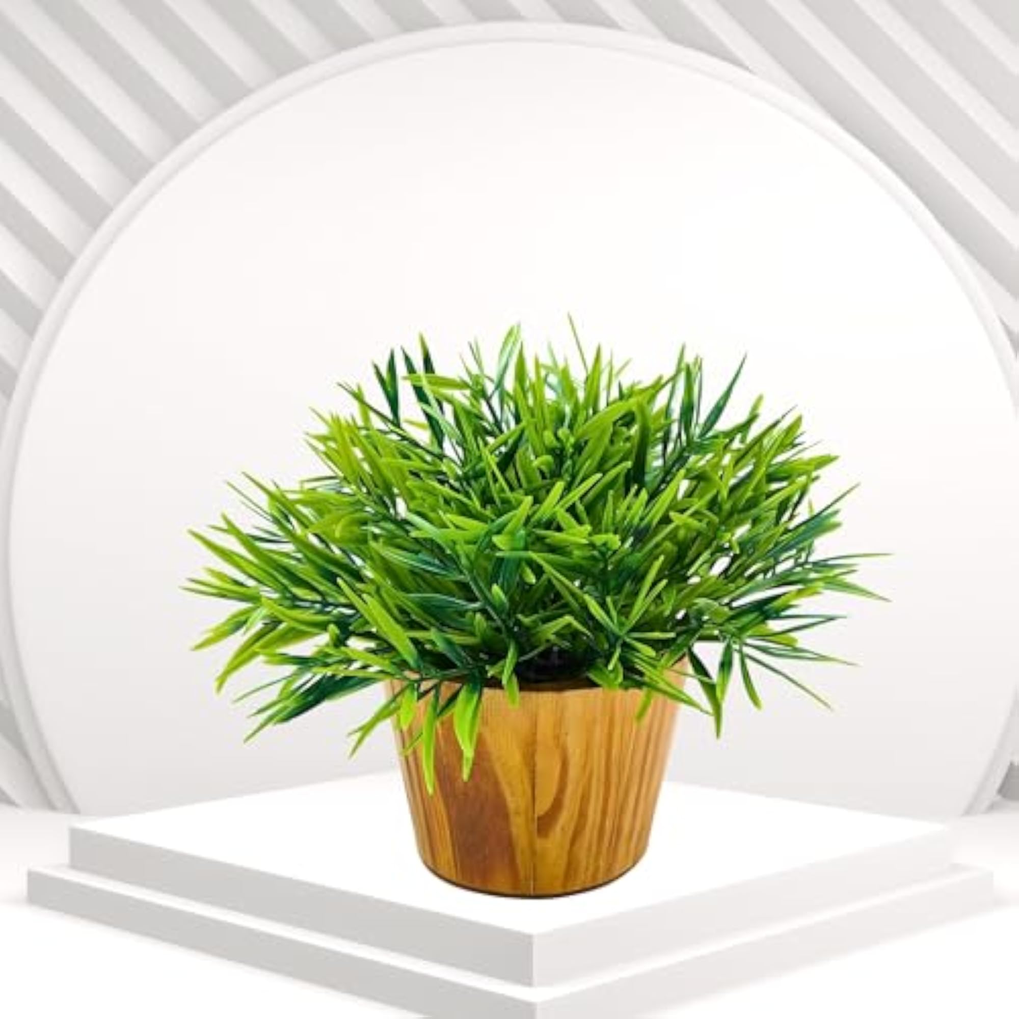 Mini Bamboo Plant in Wooden Pot for Home Decoration