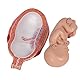 3B Scientific Menschliche Anatomie - Fetus, 7. Monat + kostenlose Anatomie App - 3B Smart Anatomy