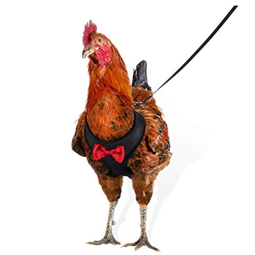HNWTKJ Réglable Poulet Harnais, Harnais De Poulet Poule avec Maille Filet Souple, Harnais Et Laisse De Poulet Tablier Poule (Color : Black) Cover