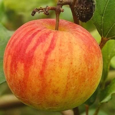 BALL SUNDARI BER APPLE PLANT (GRAFTED) (B0BYZN2X3N) Amazon Price History, Amazon Price Tracker