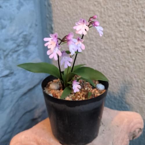 Yahoo!オークション - 「イワチドリ」花 (鉢植え) の落札相場
