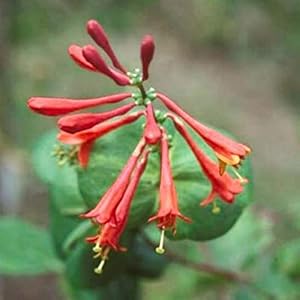 Arborix Kletterpflanzen Lonicera 'Dropmore Scarlet'