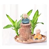 Fácil mantenimiento: La madera brasileña es fácil de mantener, prospera con poca luz y alta humedad, permitiéndole disfrutar de un cuidado sencillo y la belleza natural en su espacio