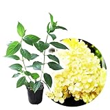 【 ノリウツギ 「 ライムライト 」 】9cmポット 樹高約20cm 苗木 アジサイ ピラミッドアジサイ 紫陽花 ミナヅキ 庭木 植木 花木 落葉 庭木 生垣 庭木 鉢物 シンボルツリー 記念樹 プレゼント ギフト (ライムライト)