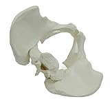 Pelvis Masculina de tamaño Real, Modelo de Hueso pélvico, Ischium Ilium y Pubis, Sacro, coxis y sínfisis, Modelo de Esqueleto Humano, Herramienta médica, 1 ud.