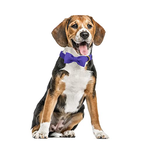 Unique style paws Dog Collar with Bowtie - Image 3