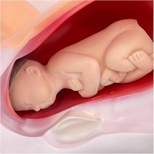 Simulateur d'entraînement fœtal AMITD utérus de bébé enseignement médical