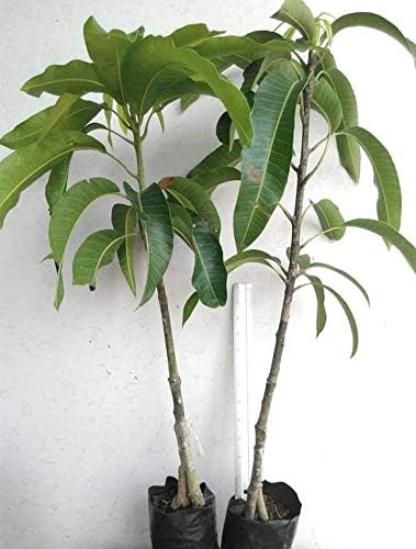1 GRAFTED Mango Tree Plant NAM-Dok-Mai Si Thong 18" Tall Thai Golden Mango Fruit Juicy Direct from Thailand Free Phytosanitary Cert.