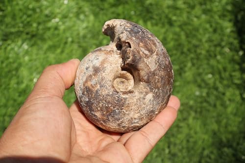Image of Ammonite Fagesia Ammonite Fossil Rare Ammonite Fossil Natural Fossil from Morocco A28