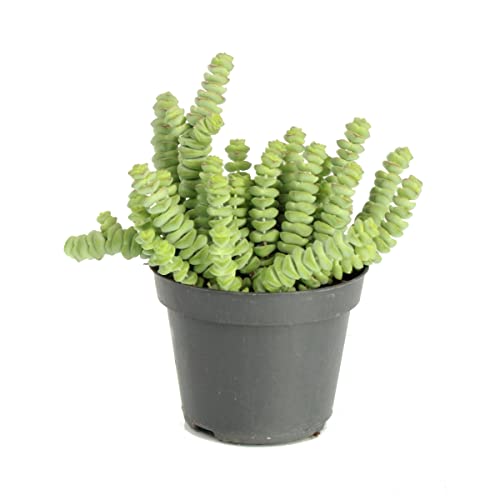 DECOALIVE Crassula Marnieriana Planta Natural de Interior y Exterior Planta Suculenta, 8435712004510