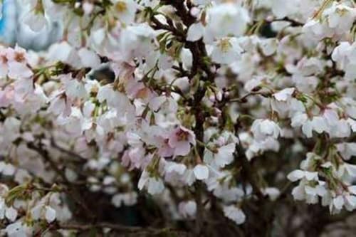 Prunus incisa 'Kojou-no-mai' - Prunus Incisa 'Kojo No Mai ' 25-30 cm en pot
