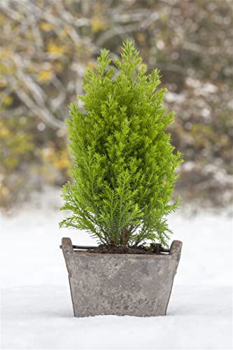 Chamaecyparis lawsoniana 'Ellwood's Gold' 20–30 cm – Immergrün, Winterhart, Pflegeleicht – Scheinzypresse – Heckenpflanze für Garten & Sichtschutz