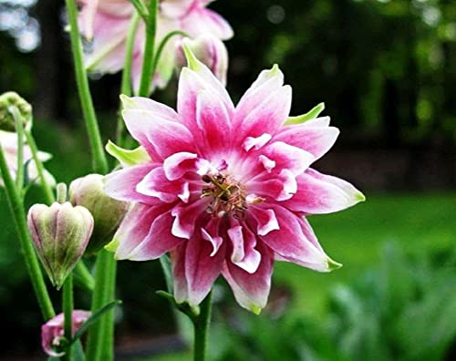Columbine Flower Seed Plant Mix - 100 Seeds #TOP3