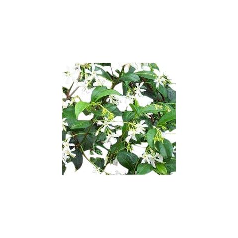 Trachelospermum Jasminoides - Star Jasmine- Climbing Plant Approx 120cm Tall Cover