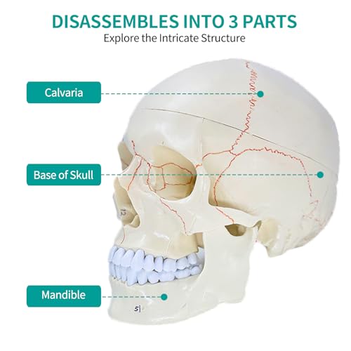 Image of SFXYJ Human Skull Brain Anatomy Model, 2024 New Anatomy Skull Model 11 Parts Detachable W /Sutures Anatomical Skull Model with Labeled Numbered for Medical Student Study