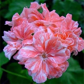100 Pcs MUL-Color Geranium Flower Rare Seed Flore Perennial Plant Pelargonium Peltatum Seedling Indoor Rooms for Home Garden - (Color: 2)