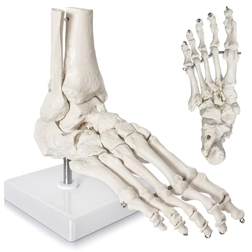 2025 New Design Foot Skeleton Model