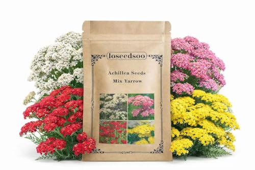 loseedsoo 12000+ Mixed Yarrow Seeds for Planting Achillea Millefolium Flower Seed Mix Perennial Wildflower Seeds Pollinator Friendly 2 g