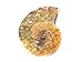 Ammonite Shell Cabochon, Natural Ammonite , Free Form Shape, 29Carat, 30x24x6MM SC-4632
