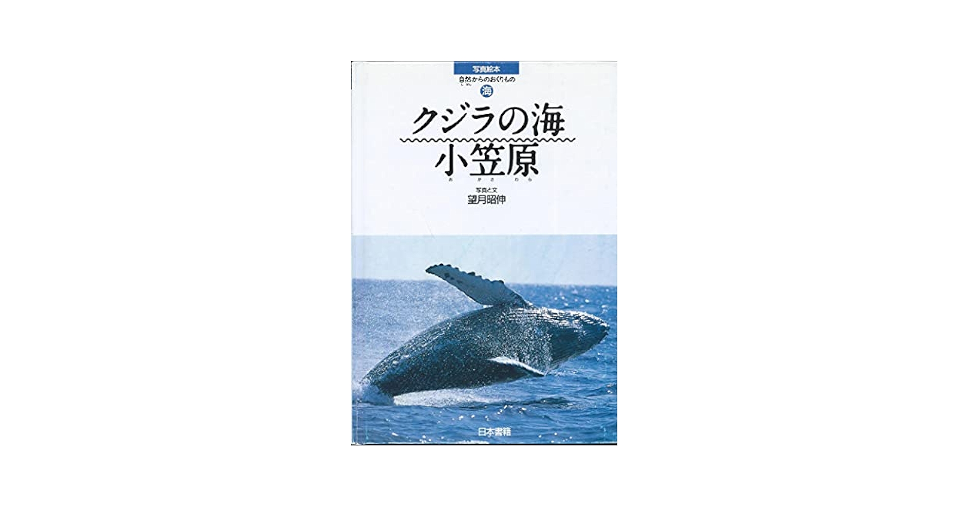 黄金の海を泳ぐクジラ、ゴールド色の画用紙、25,5cm×36,5cm Amazon.co.jp: クジラの海小笠原 (写真絵本自然からのおくりもの