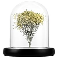 ZOFUN Glasglocke mit Holzboden 10cm, Glaskuppel mit Holzboden, Glaskuppel Deko Transparent Glasglocke Deko für Puppen, Kerzen, Sammlerstücke,Tafelschmuck und Antiquitäten
