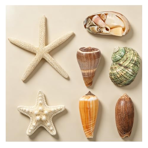 Imanes Decorativos Pequeños Forma Concha 7 Pcs