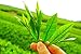 self tanners Hawaiian Botanicals Aloe Vera,Tea Tree Oil, Green Tea, Healing, Hydrating Skin Spray Large 12 oz. Bottle!