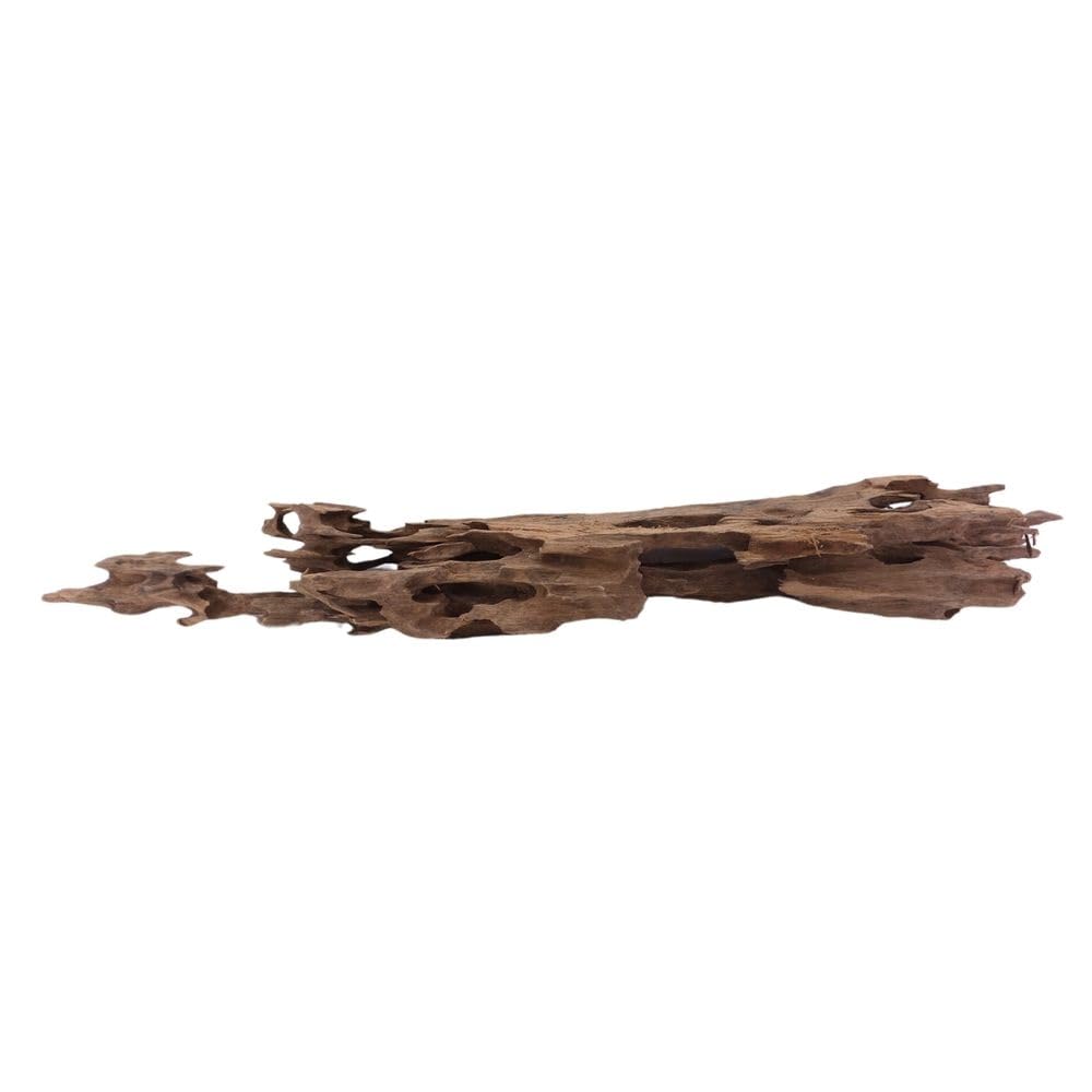 XL Honey Comb radice n. 1961 - Decorazione in legno per acquario, radice di mangrove, decorazione per paesaggio, muschio, naturale, vero legno