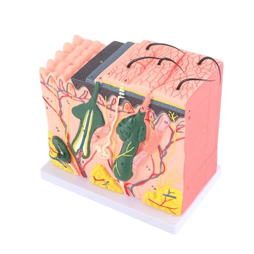 Jeanoko Hautmodell Demonstrationsmodell Menschliches Hautmodell 50X Hautmodell Haut Vergrößertes Modell Schulmaterial für den Unterricht