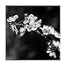 Trademark Fine Art Spring in B and W by Incredi
