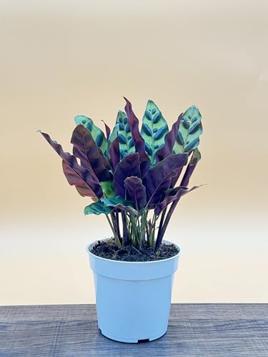 Rattlesnake Calathea Live Plant - Colorful Air Purifier - Image 3
