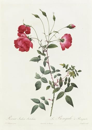 Impression sur toile Rosa Indica Pierre Redouté 60x90cm pour salon