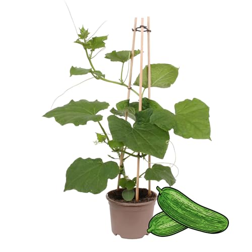 Gurkenpflanze Snack Cucumber - für Balkon und Garten - 14cm Topf - Gemüse-To-Go