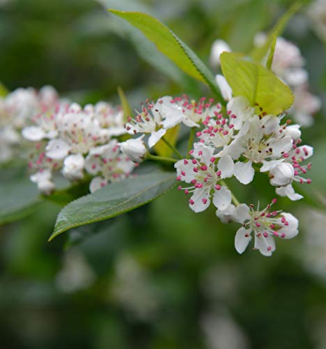 Apfelbeere 60-80cm - Aronia melanocarpa - lebende Gartenpflanze aus den Baumschulen