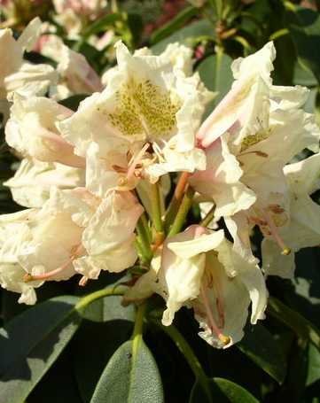 Rhododendron Hybrids Worth Yellow Gold 40 Cm In 4 Liters Of Plant Containers