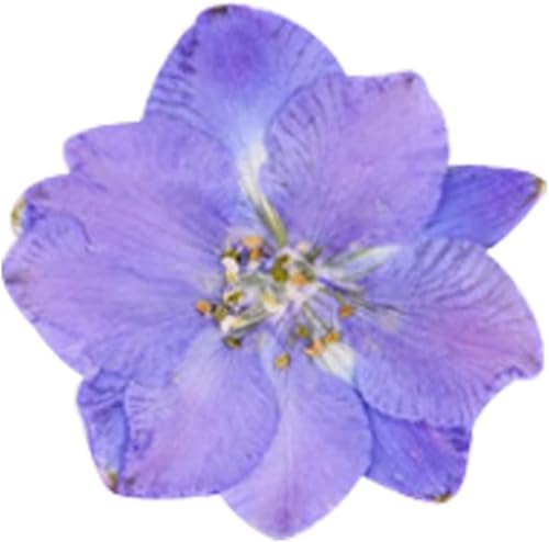 12 piezas flores secas prensadas para resin art